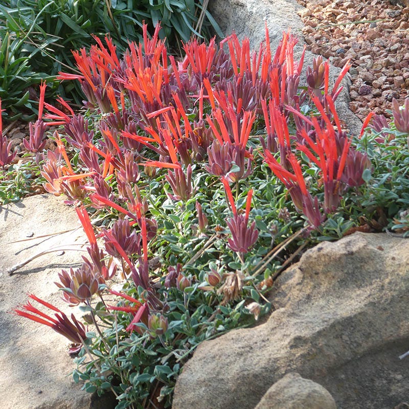 Marian Sampson Scarlet Monardella