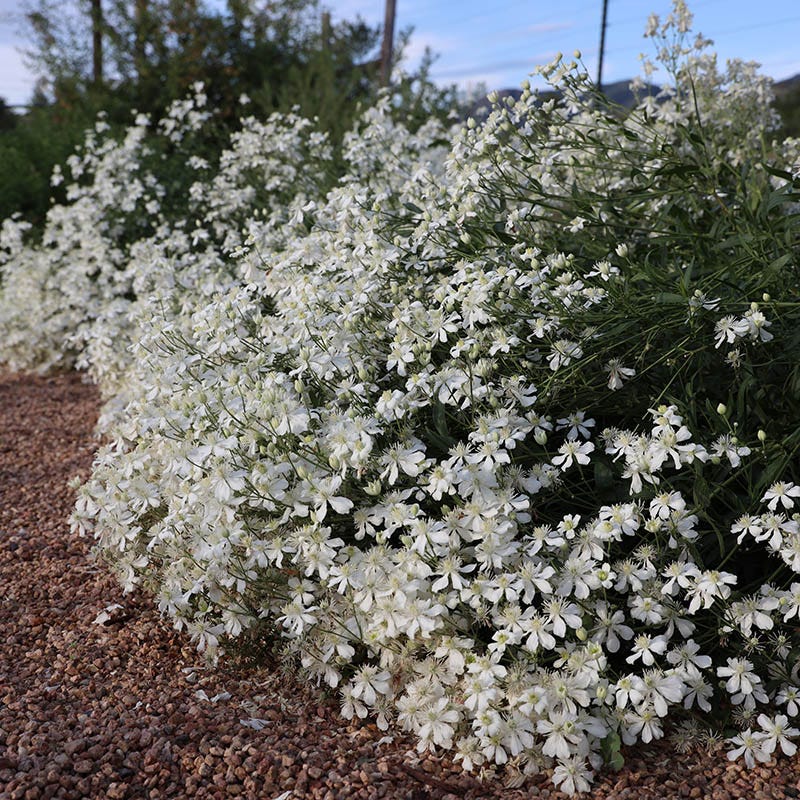 Mongolian Snowflakes (Clematis) - Thumbnail 3