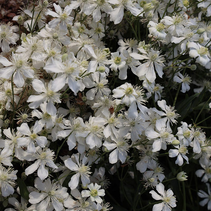 Mongolian Snowflakes (Clematis) - Thumbnail 2