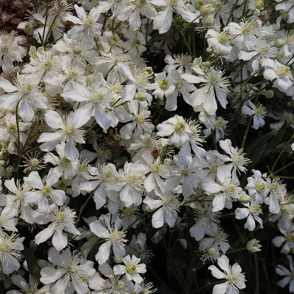 Mongolian Snowflakes (Clematis)