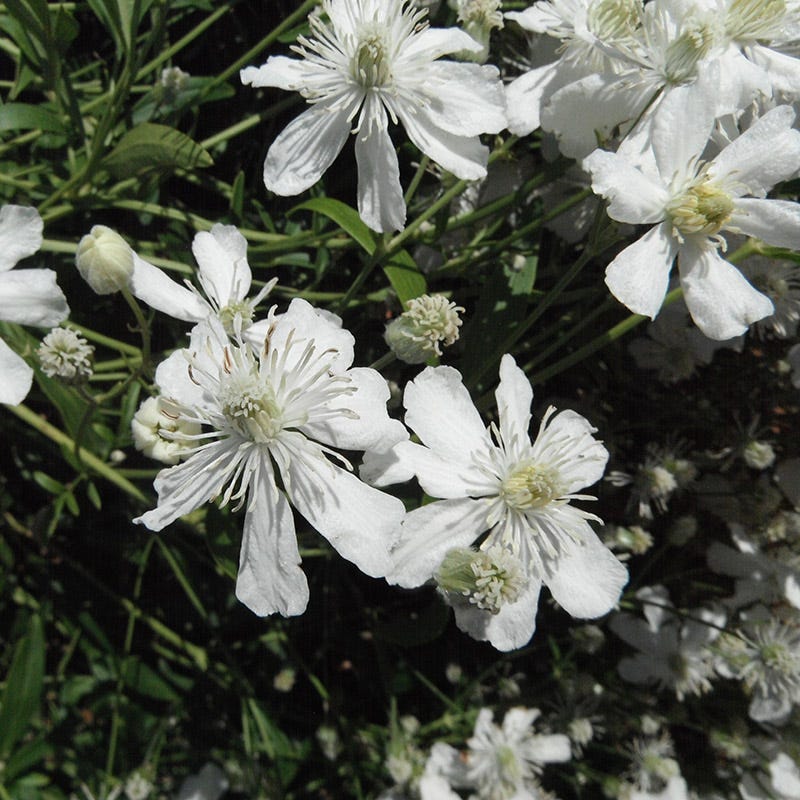 Mongolian Snowflakes (Clematis) - Thumbnail 4