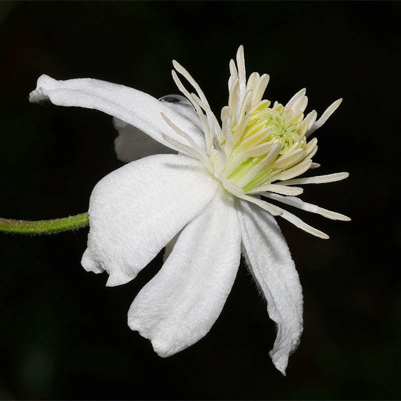 Mongolian Snowflakes (Clematis)