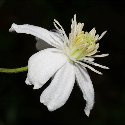 Mongolian Snowflakes (Clematis)