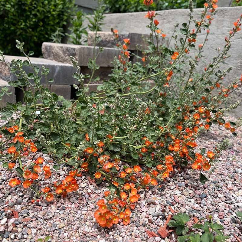 Munro's Orange Globe Mallow, Sphaeralcea munroana | High Country