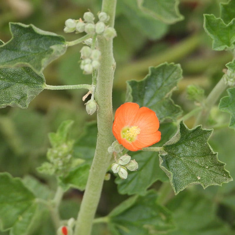Munro's Globe Mallow (Sphaeralcea)