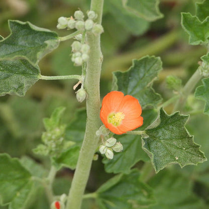 Munro's Globe Mallow (Sphaeralcea)