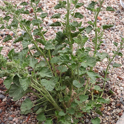 Munro's Globe Mallow (Sphaeralcea)