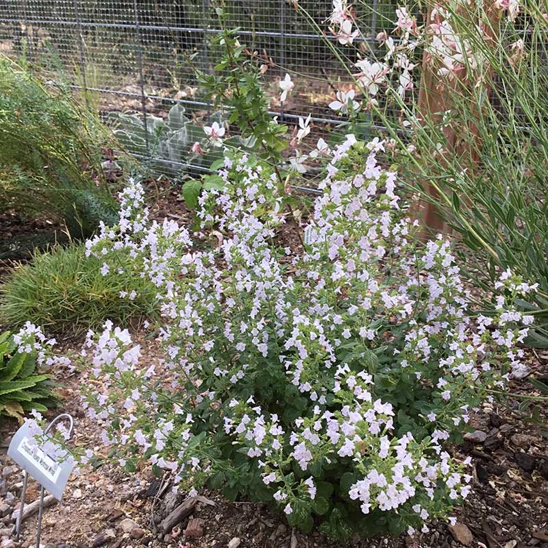 High Country Gardens Montrose Calamintha - Thumbnail 2