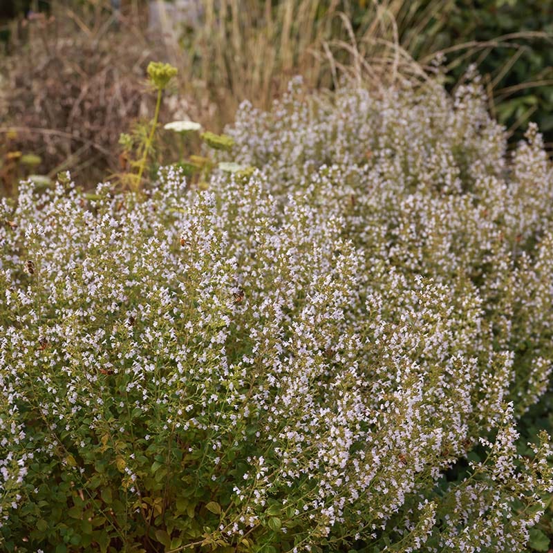 High Country Gardens Montrose Calamintha