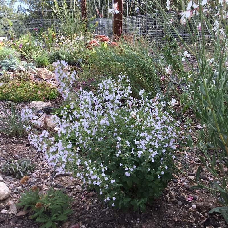 Montrose White Calamintha