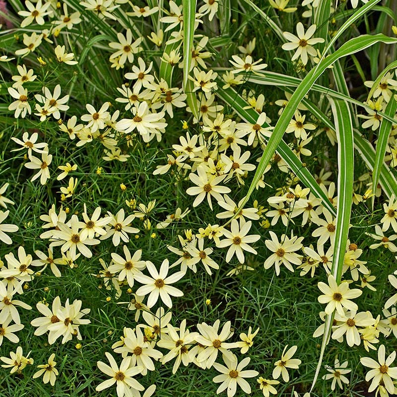 moonbeam succulent Coreopsis 'Moonbeam' | 2L pot