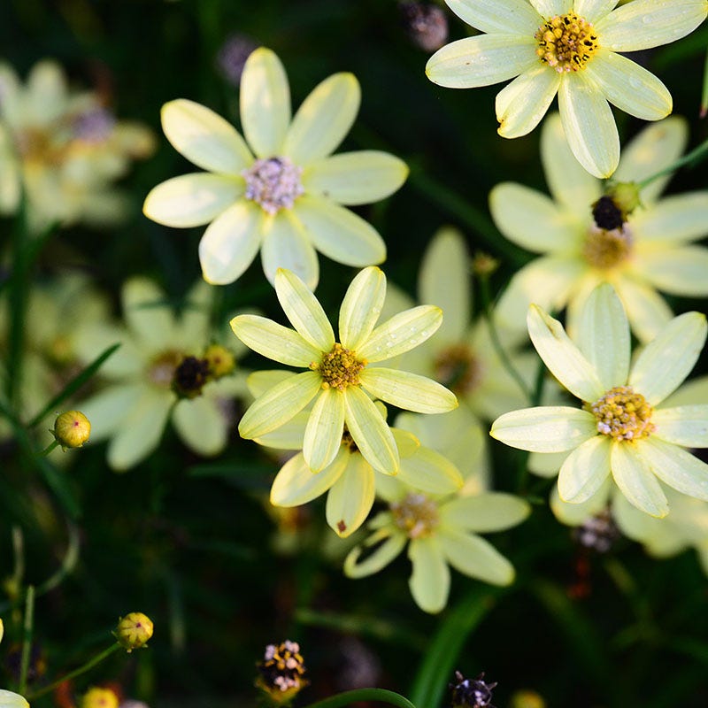 moonbeam succulent Coreopsis 'Moonbeam' | 2L pot