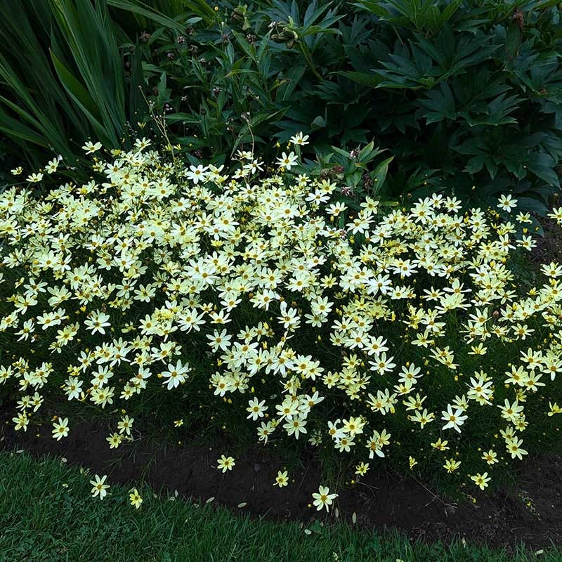 moonbeam succulent Coreopsis 'Moonbeam' | 2L pot