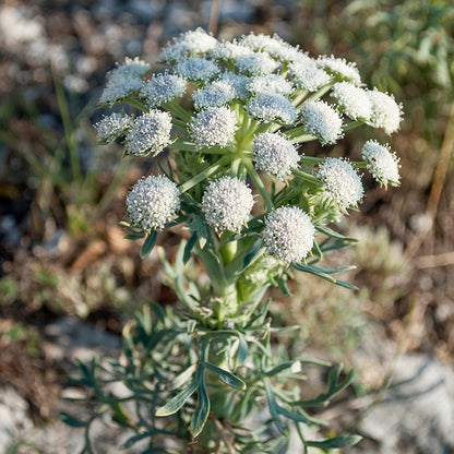 Moon Carrot. Seseli gummiferum