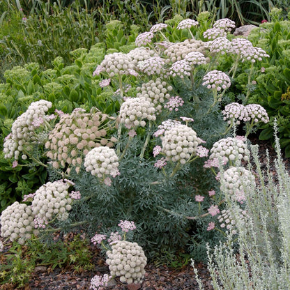 Moon Carrot. Seseli gummiferum