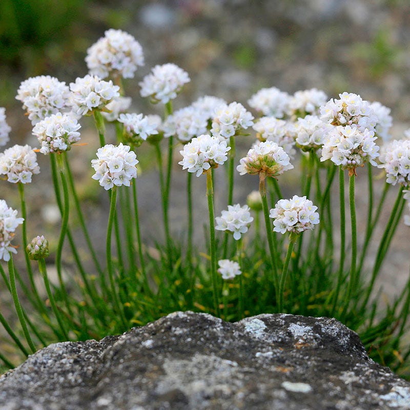 white seed plant Morning Star White Armeria, Sea Thrift
