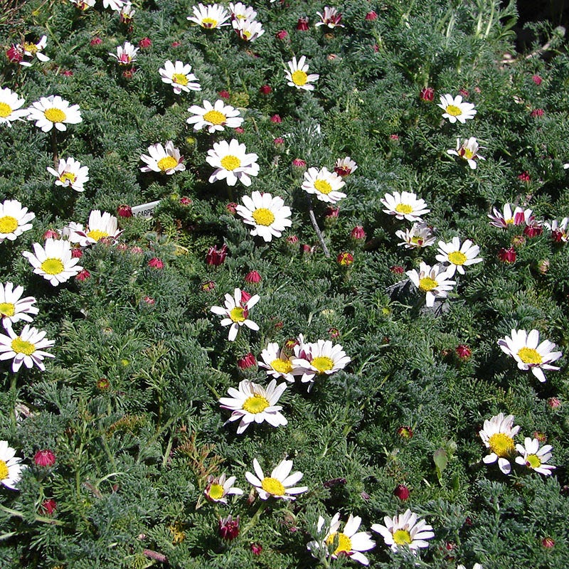 Spring Carpet Mount Atlas Daisy (Anacyclus)