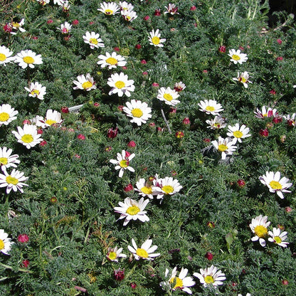 Spring Carpet Mount Atlas Daisy (Anacyclus)