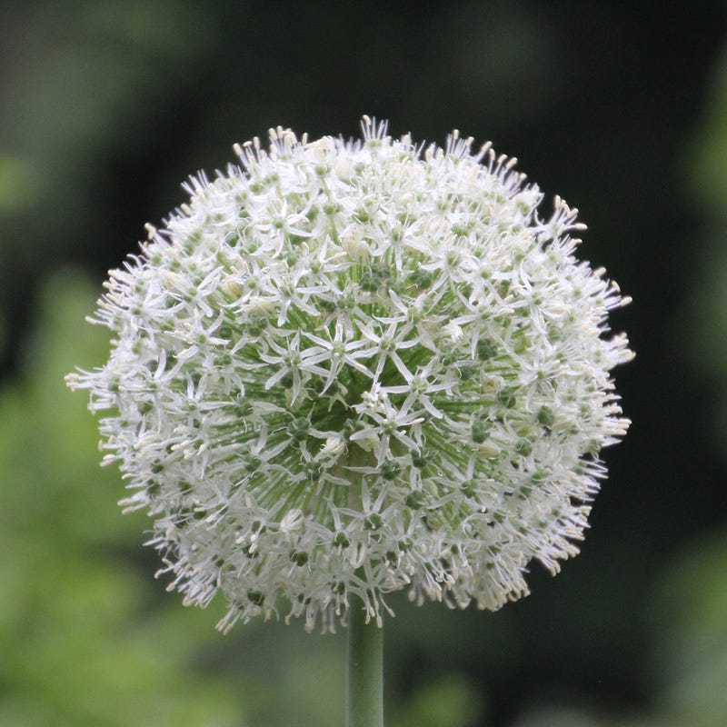 Mount Everest Allium