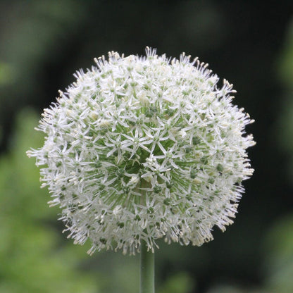 Mount Everest Allium