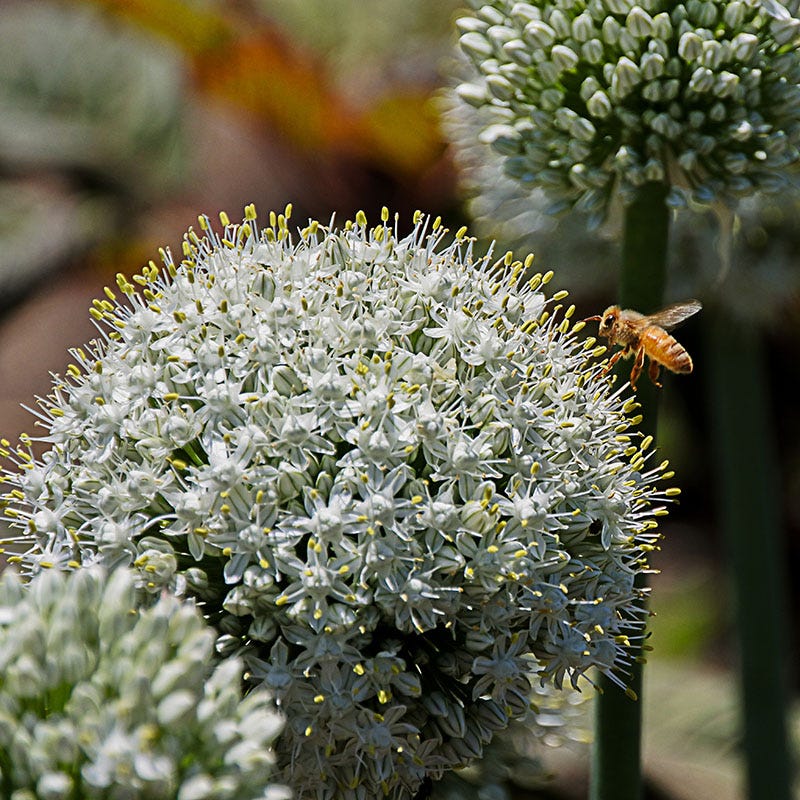 Mount Everest Allium