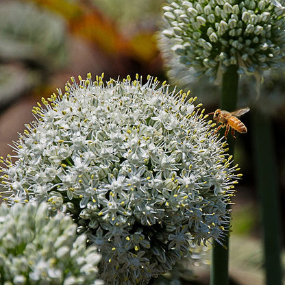 Mount Everest Allium