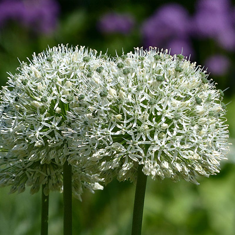 Mount Everest Allium