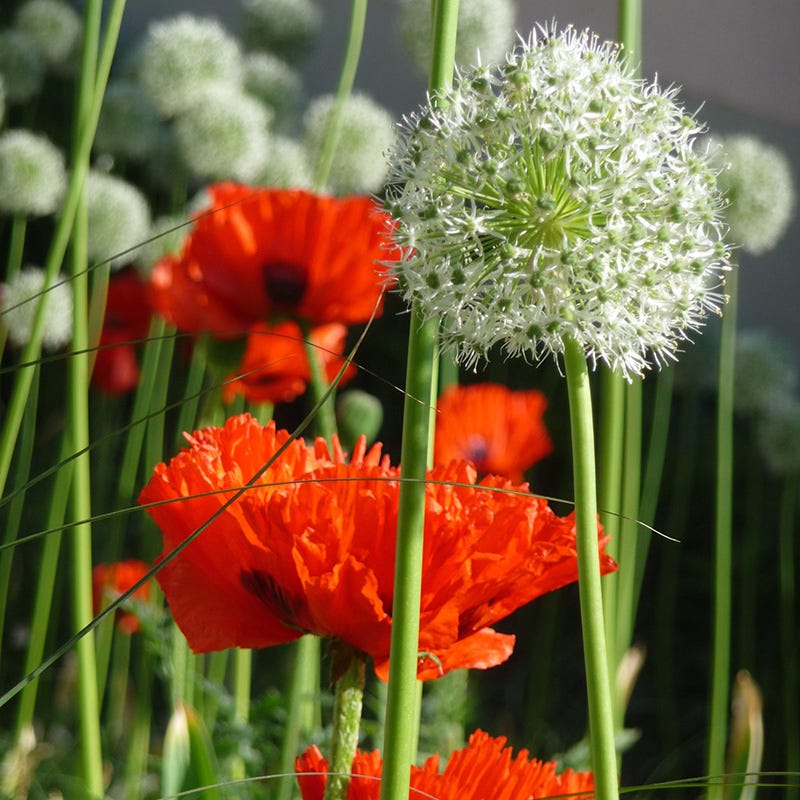 Mount Everest Allium
