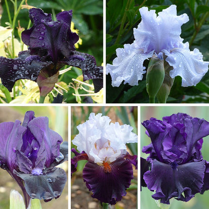 Mountain Shadows Bearded Iris Collection