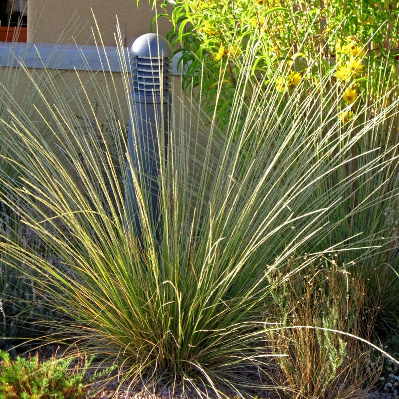 Pine Muhly Grass