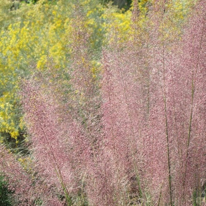 Pink Flamingo Muhly Grass