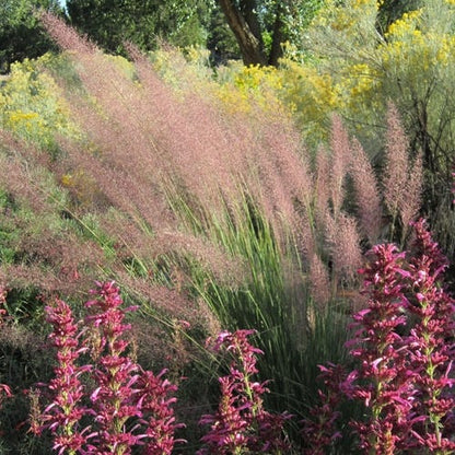 Pink Flamingo Muhly Grass