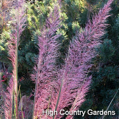 Pink Flamingo Muhly Grass