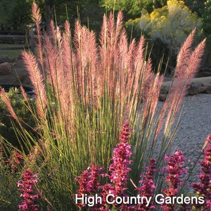 Pink Flamingo Muhly Grass