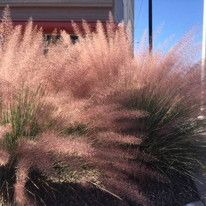 Pink Flamingo Muhly Grass