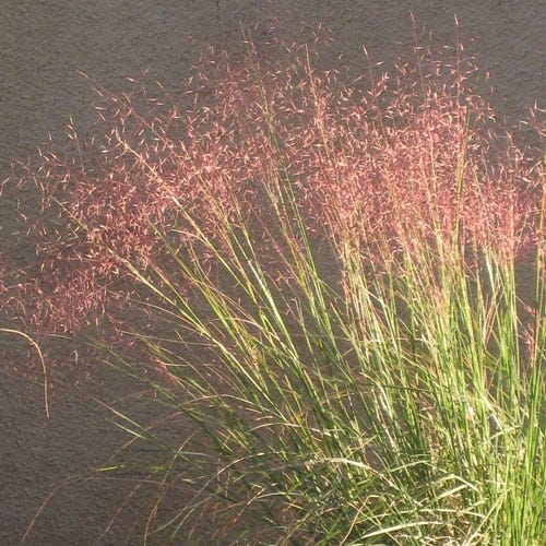 Undaunted® Ruby Muhly Grass