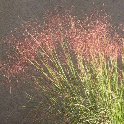 Undaunted® Ruby Muhly Grass
