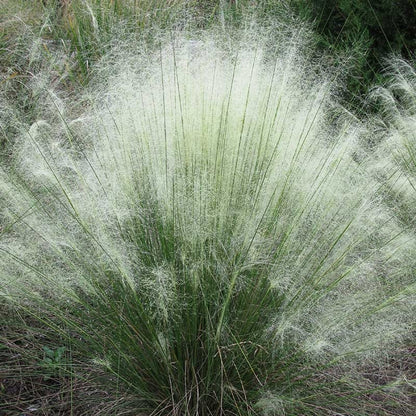 White Cloud Muhly Grass