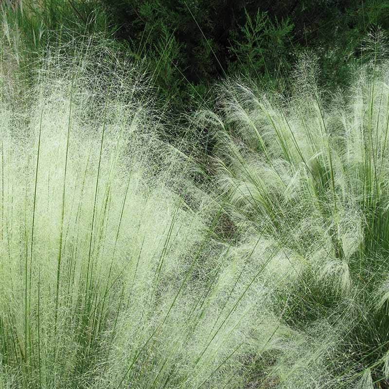 White Cloud Muhly Grass