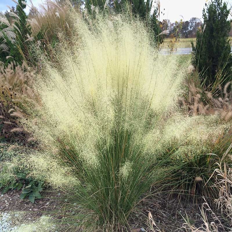 White Cloud Muhly Grass