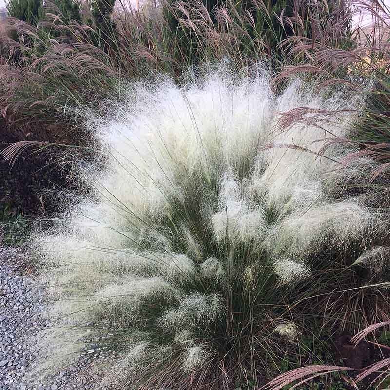 White Cloud Muhly Grass