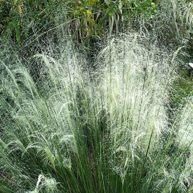 White Cloud Muhly Grass
