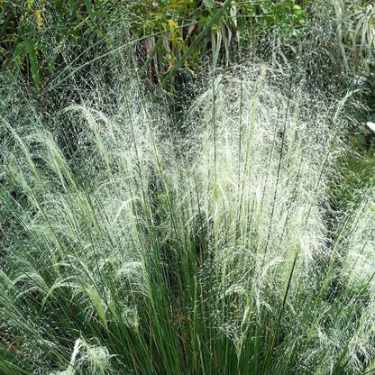 White Cloud Muhly Grass
