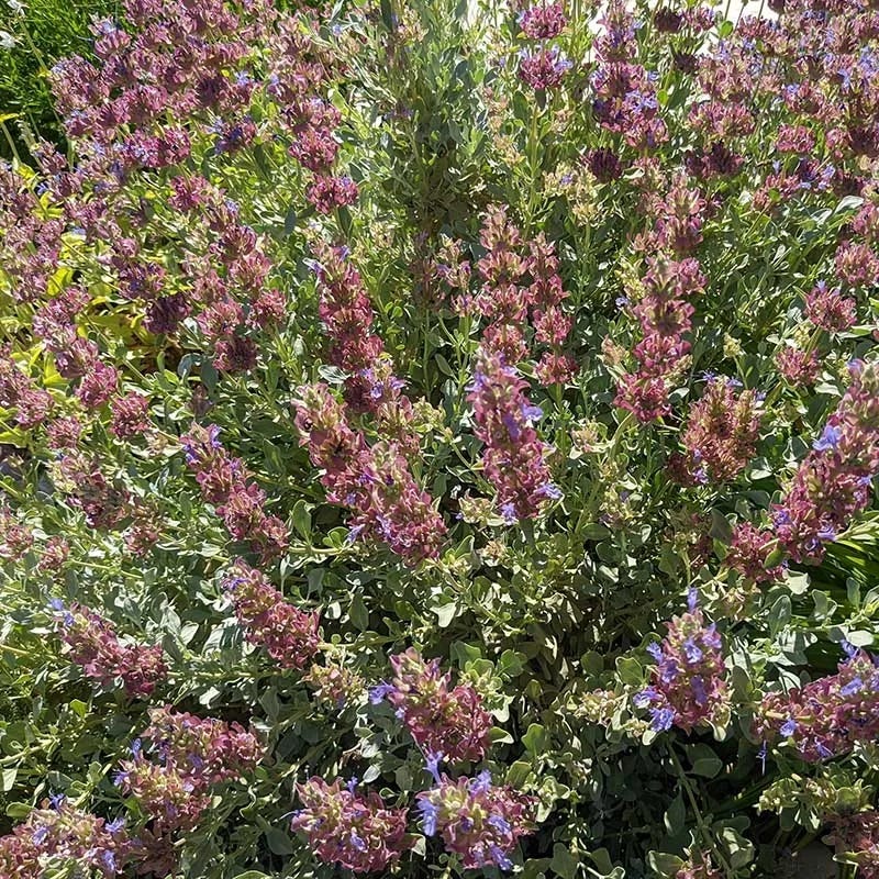 Mulberry Flambe Purple Salvia