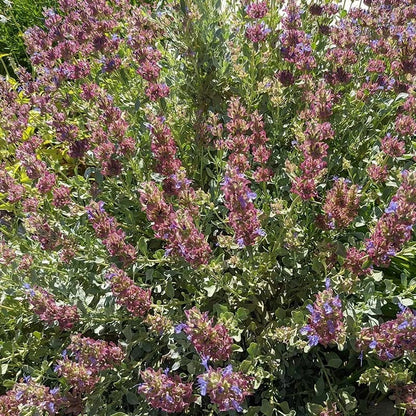 Mulberry Flambe Purple Salvia