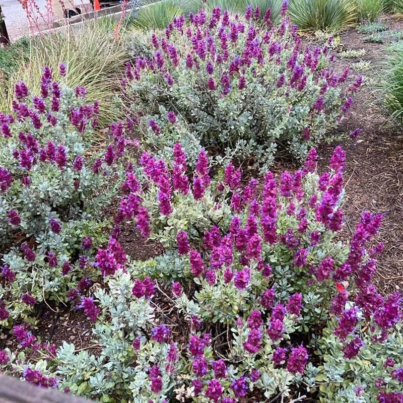 Mulberry Flambe Purple Salvia
