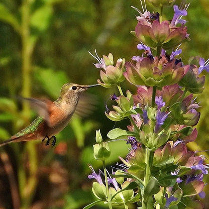 Mulberry Flambe Purple Salvia
