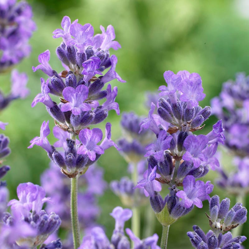 munstead lavender plants for sale near me Munstead Violet English Lavender, Lavandula angustifolia
