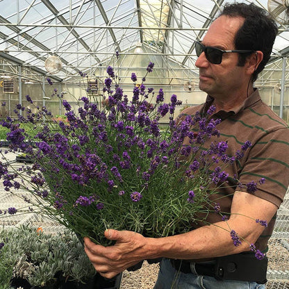 lavender mustard plant Munstead Violet English Lavender, Lavandula angustifolia
