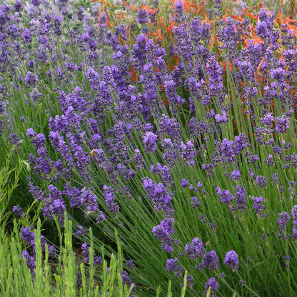 Habitat Hero Birdwatcher Pre-Planned Garden